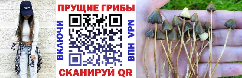 купить наркотики сайты  Иланский  Псилоцибиновые грибы мицелий 